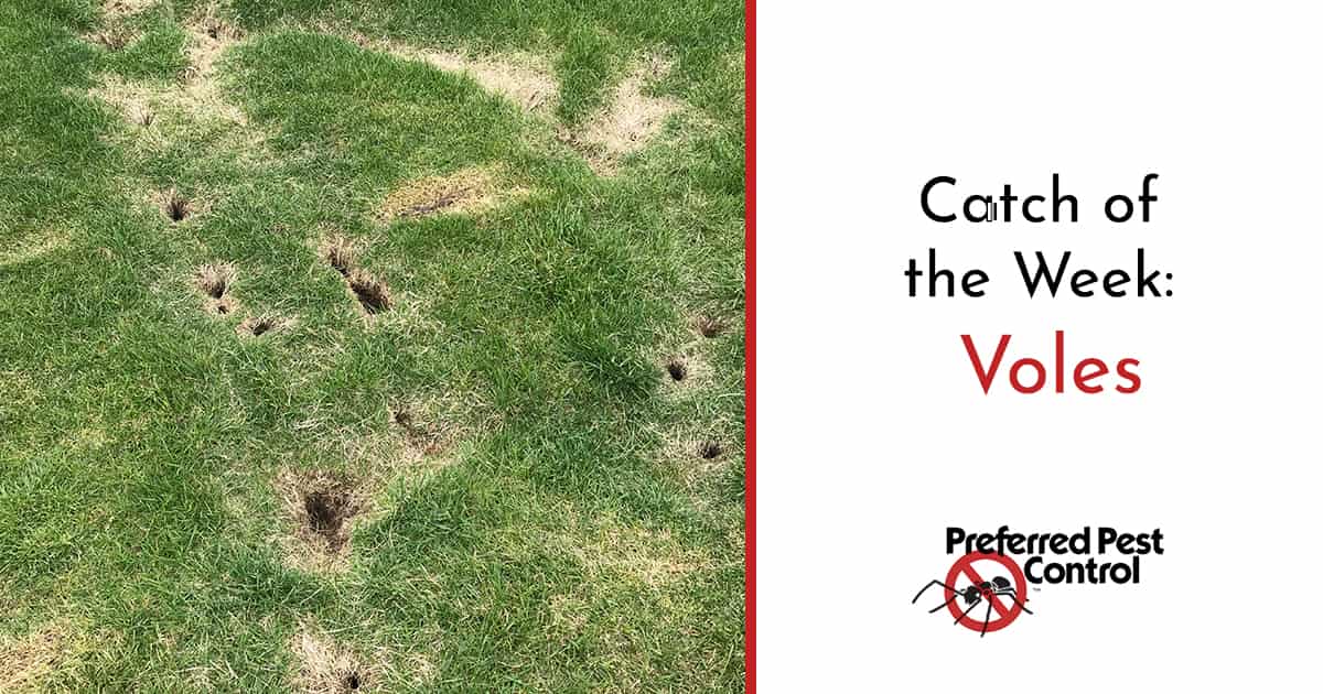 Have you heard of voles? Learn About These Unique Spring Pests